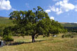 Norcia